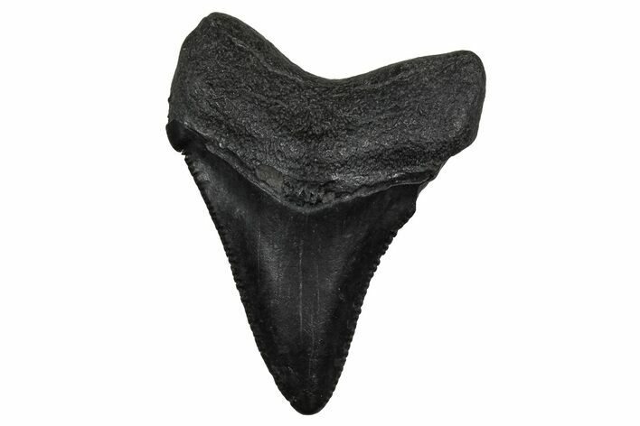Serrated, Juvenile Megalodon Tooth - South Carolina #353315
